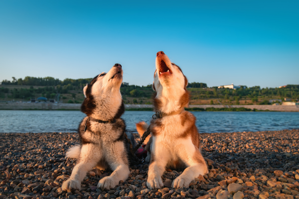 Perché i Cani Ululano, Consigli per Gestire l'Ululato e Risposte alle Domande Comuni Amici e Natura iTALIA