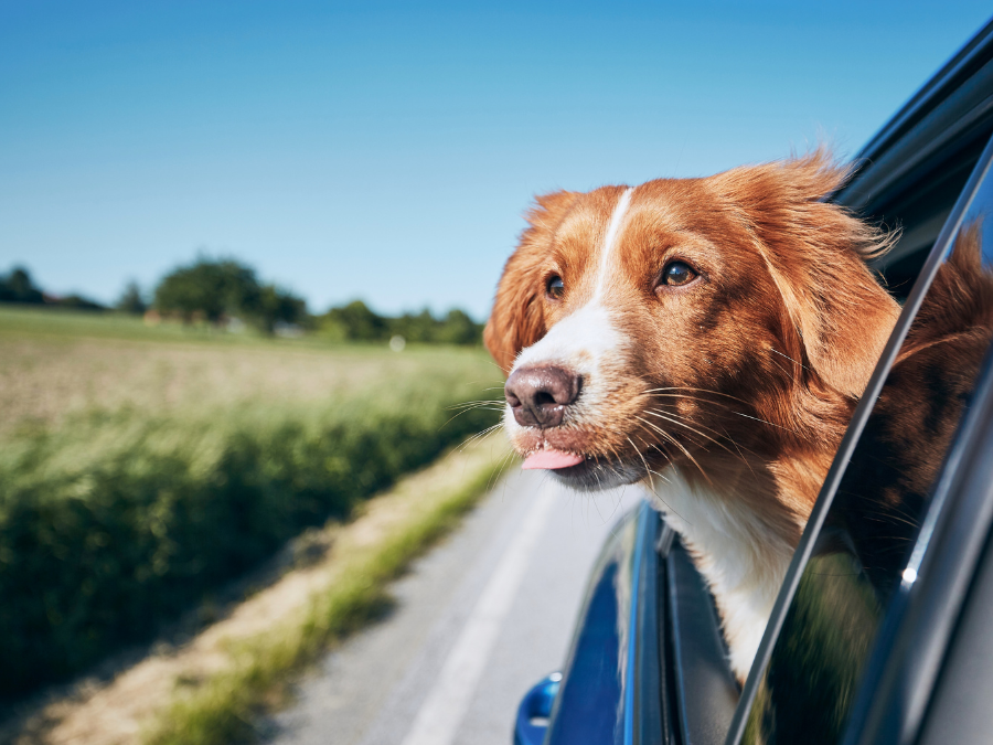 Viaggiare con il Cane in Auto: Guida per un Viaggio Sicuro