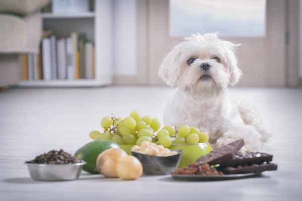I cani possono mangiare l'uva? Consigli e avvertimenti utili Amici e Natura iTALIA