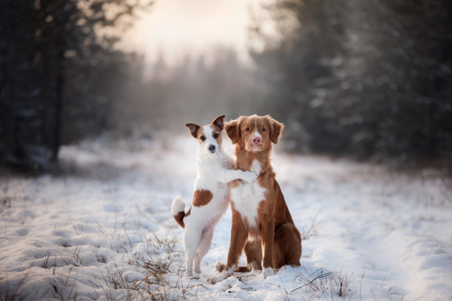 I Cani e la Neve: Sicurezza e Consigli Alimentari