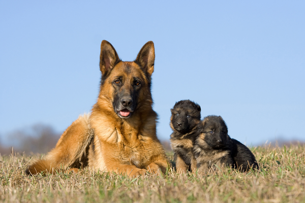 Gravidanza del Cane: Consigli per Garantire una Gestazione e Parto Sicuri Amici e Natura iTALIA