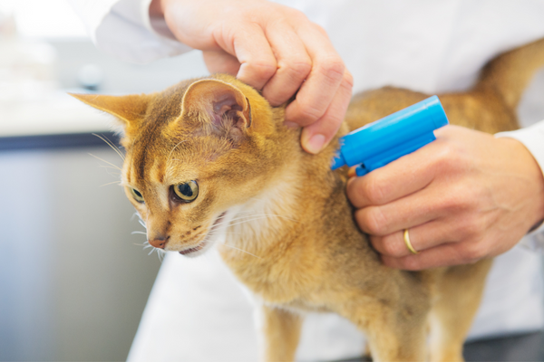 Nei Gatti è obbligatorio il microchip? Amici e Natura iTALIA
