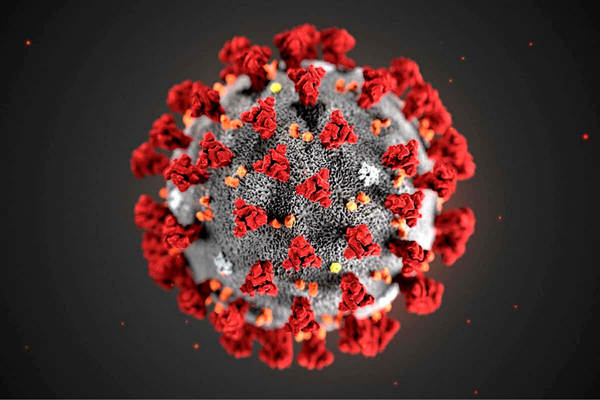 I Gatti possono prendere il Covid 19 Coronavirus? Amici e Natura iTALIA
