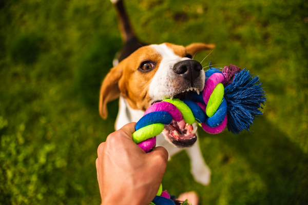 I migliori giochi per Cani. Come scegliere i migliori? Amici e Natura iTALIA