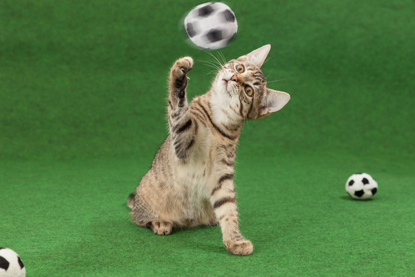 Giochi per Gatti - Come scegliere il miglior gioco Amici e Natura iTALIA