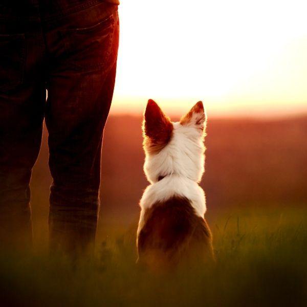 Come convincere il mio cane a venire quando viene chiamato? La tua guida completa all'addestramento del cane Amici e Natura iTALIA