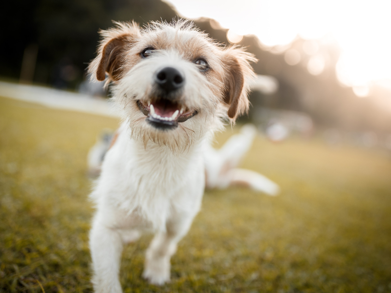 Addestrare il cane a obbedire - Consigli utili Amici e Natura iTALIA