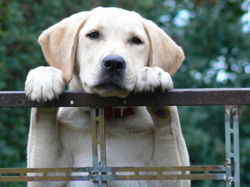 Come Addestrare un cane a fare i bisogni - Consigli utili Amici e Natura iTALIA