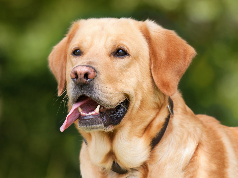 Come fare un’iniezione al cane? Amici e Natura iTALIA
