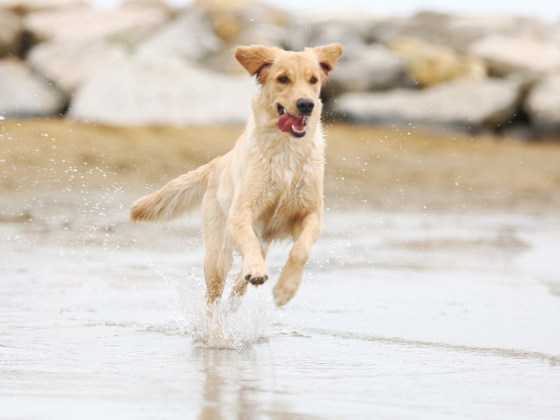 Come vedono i cani? Informazioni sul tuo Cane Amici e Natura iTALIA