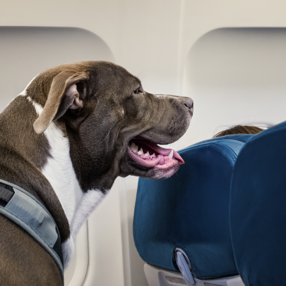 Compagnie Aeree che Accettano Cani Amici e Natura iTALIA