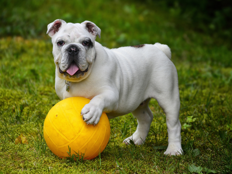 Cosa deve mangiare un cane diabetico