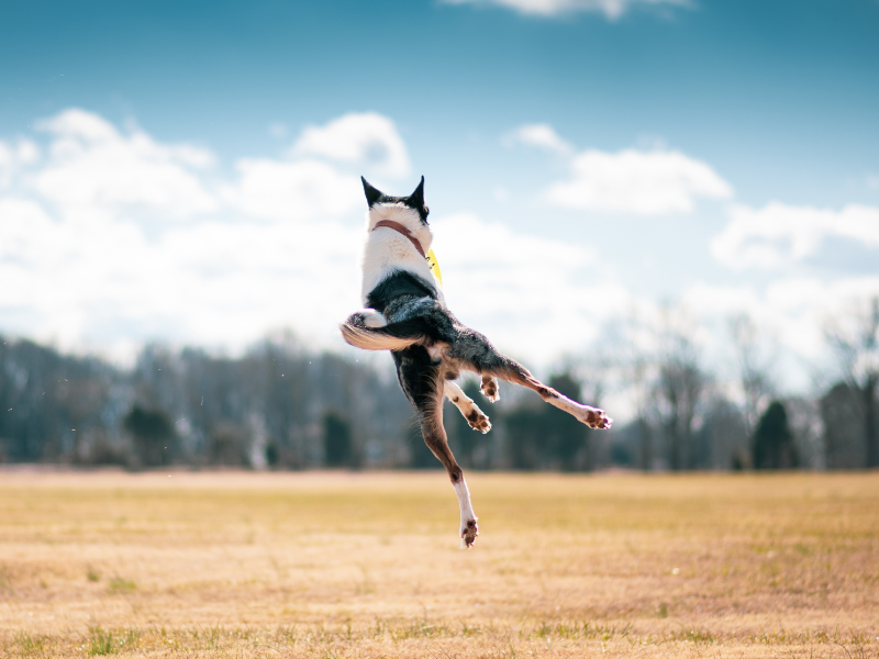 Febbre del cane: cause, sintomi e cure - Come intervenire Amici e Natura iTALIA