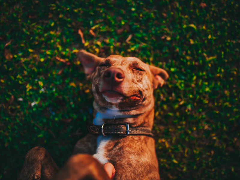 I cani hanno il raffreddore? Possono ammalarsi? Amici e Natura iTALIA