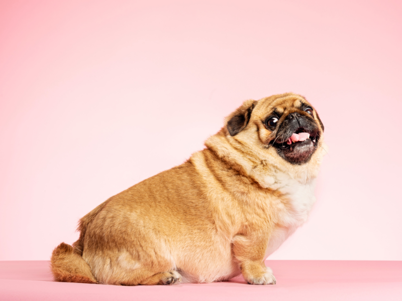 Alimenti per cani con tendenza al sovrappeso: la guida completa Amici e Natura iTALIA