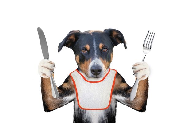 I Cani possono mangiare patate ? Consigli e informazioni utili per il tuo cane Amici e Natura iTALIA