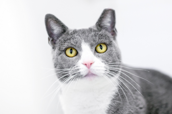 I gatti non sterilizzati possono mangiare cibo per gatti sterilizzati? Amici e Natura iTALIA