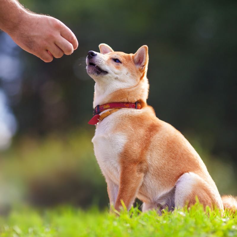 Addestramento dei Cani: Tecniche, Comportamenti e Segnali di Stress Amici e Natura iTALIA