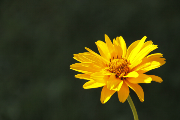 L'uso dell'arnica sui Cani e sui Gatti: cosa c'è da sapere Amici e Natura iTALIA