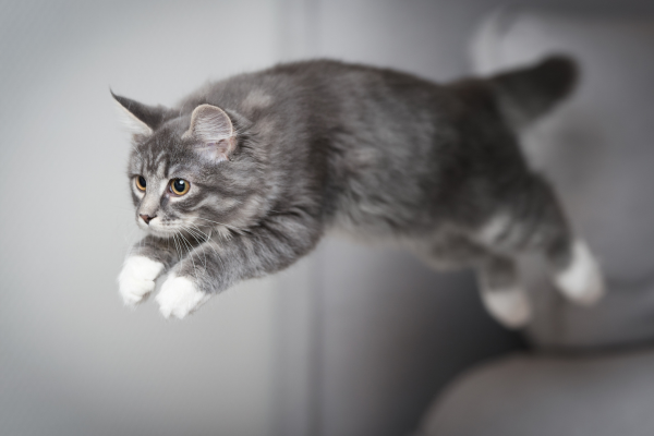 Guida Alle Articolazioni del Gatto, Cura e Domande Frequenti