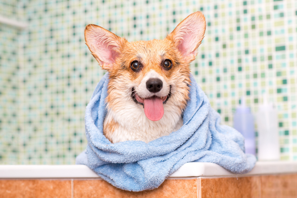 Come fare il bagno al cane Amici e Natura iTALIA