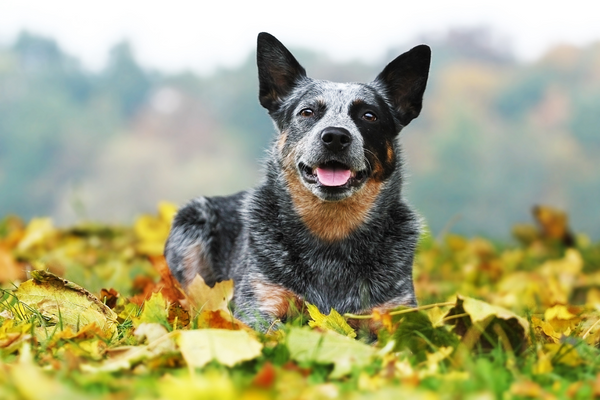 Quando cambiare il mangime del tuo cane? Consigli utili Amici e Natura iTALIA