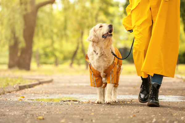 Cane in autunno: come affrontare il cambio di stagione