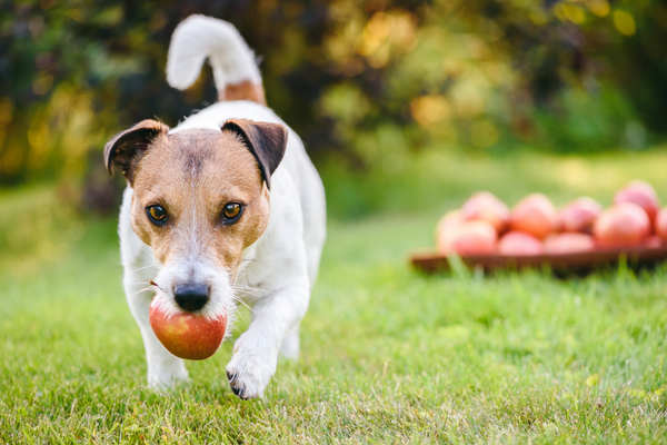 I cani possono mangiare le mele? Amici e Natura iTALIA