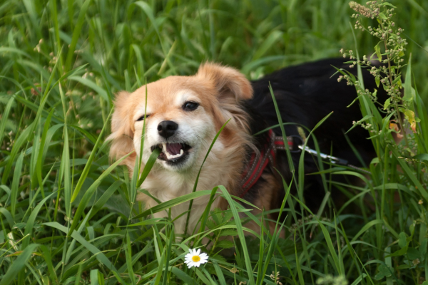 Perché i cani mangiano l'erba? Cause, significato e possibili soluzioni