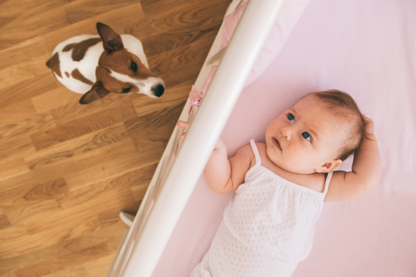 Cane e neonato in arrivo: come comportarsi per una convivenza serena