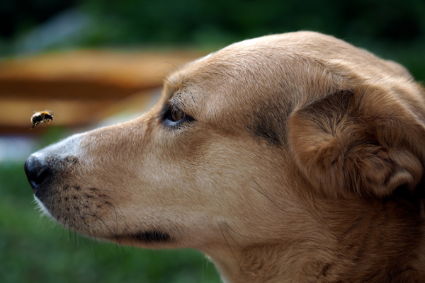 Emergenza Zampa: Quando il Tuo Cane Incontra un'Ape! Amici e Natura iTALIA