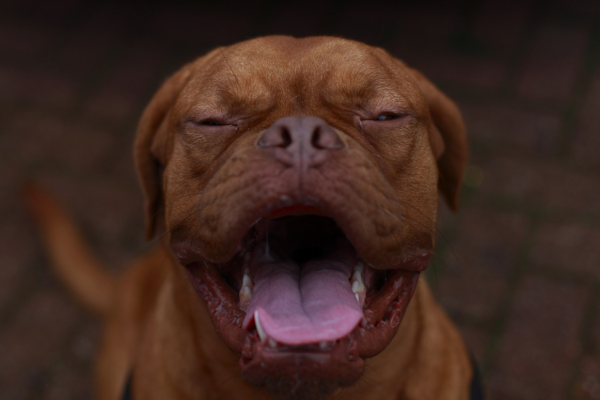 I cani possono ridere? Scopri la verità sul sorriso dei nostri amici a quattro zampe
