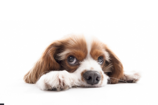 Calcoli di struvite nei cani: cause, sintomi, trattamento e prevenzione