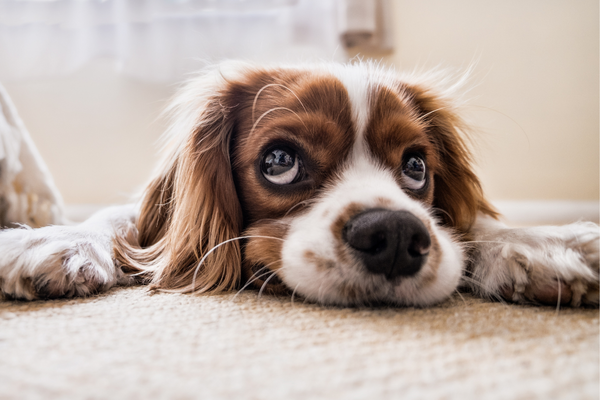 Perdita di pelo nel cane e Leishmaniosi: Guida Completa ai Sintomi, Prevenzione e Cura Amici e Natura iTALIA
