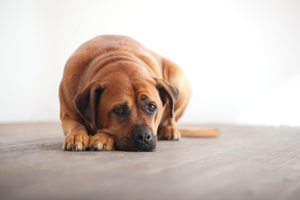 Perché il Cane Vomita: Cause e Rimedi