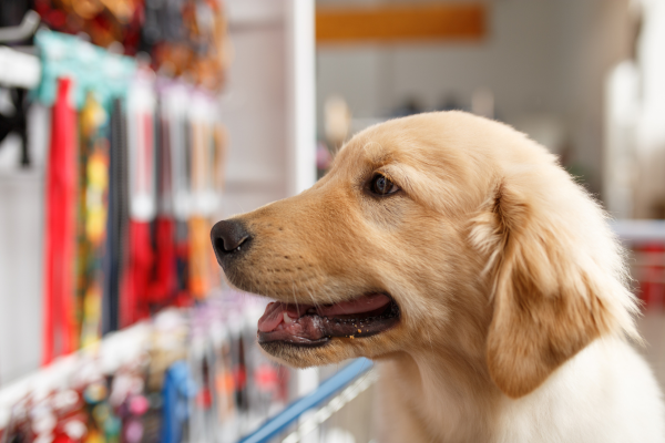 Luoghi Accessibili e Non Accessibili ai Cani: Una Guida per Proprietari di Cani Amici e Natura iTALIA