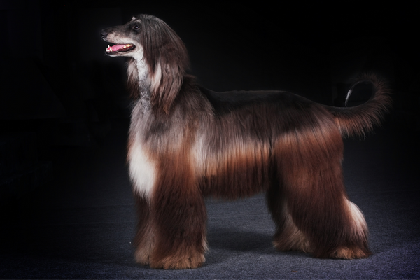Cani più belli del mondo: razze e caratteristiche principali Amici e Natura iTALIA