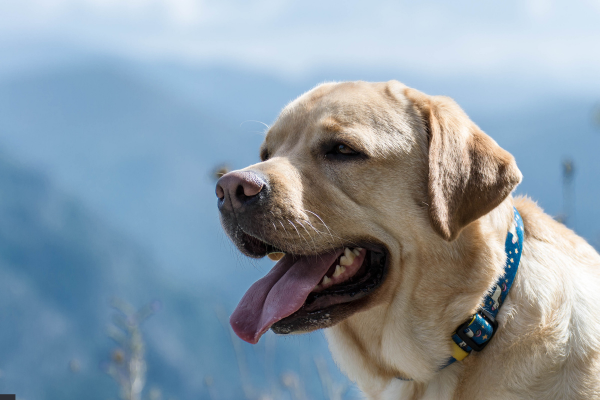 Sintomi di Colpo di Calore nei Cani: Riconoscerli e Agire Prontamente
