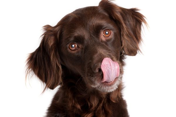 I cani possono mangiare le castagne? Amici e Natura iTALIA