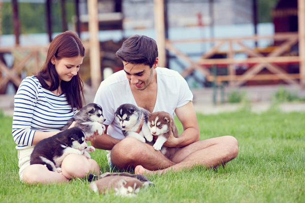 Come i Cani percepiscono le nostre Emozioni: la Scienza dietro la Comprensione Amici e Natura iTALIA