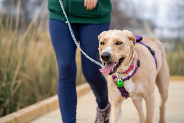 Dinamismo al Guinzaglio: Gestire un Cane Energetico