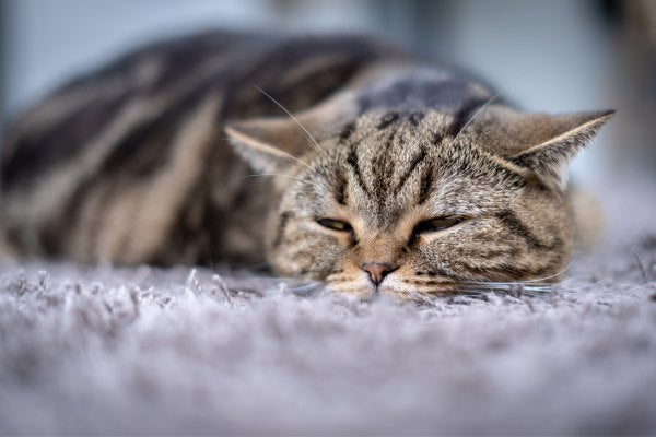 Come capire se il tuo gatto sta male? Amici e Natura iTALIA