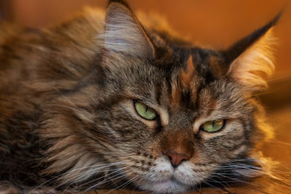 Perchè il gatto si lecca? Amici e Natura iTALIA