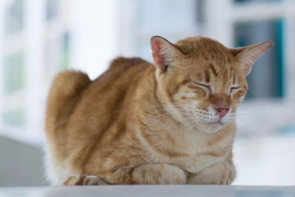 I Gatti possono avere la febbre? Amici e Natura iTALIA