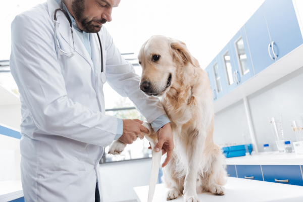 Zampe Ferite nel Cane: Primo Soccorso e Consigli per la Cura Amici e Natura iTALIA