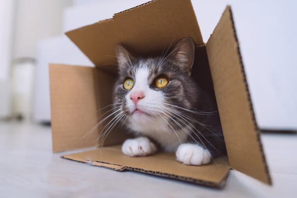 Perché i Gatti Amano le Scatole: Un Approfondimento nel Comportamento Felino Amici e Natura iTALIA