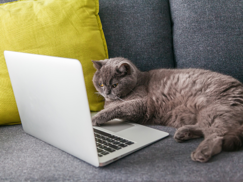 Gatti e Tecnologia: Come i Giocattoli Tech-Enabled Migliorano la Vita dei Gatti Domestici Amici e Natura iTALIA