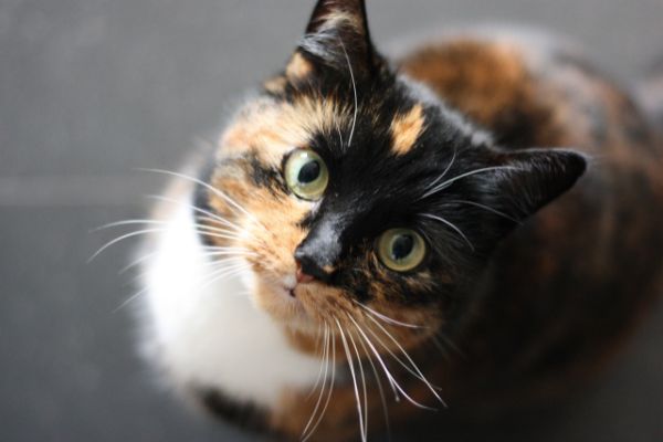 I gatti possono mangiare le banane? Amici e Natura iTALIA