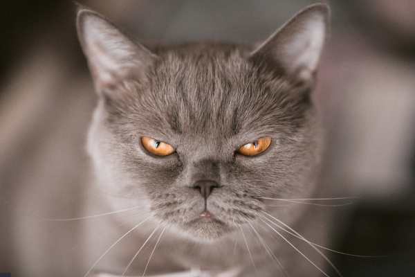 Il Tuo Gatto Ti Vuole Bene? I Segnali per Capirlo