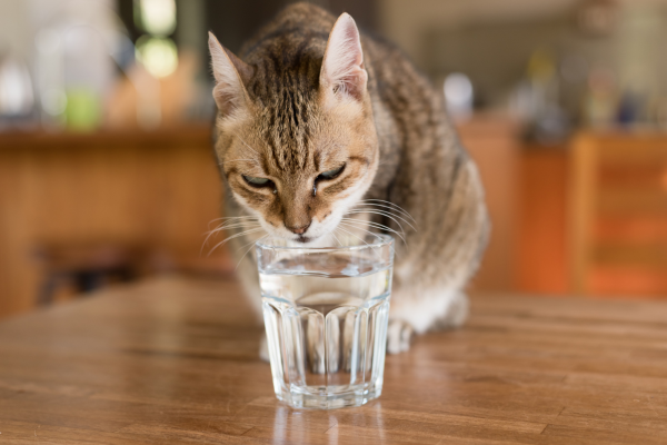 Perché il Tuo Gatto Non Beve e Come Mantenerlo Idratato Amici e Natura iTALIA